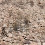 desert multicam